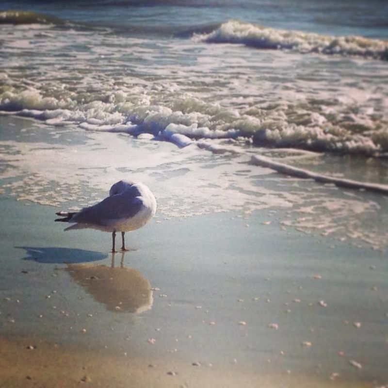 The Gull