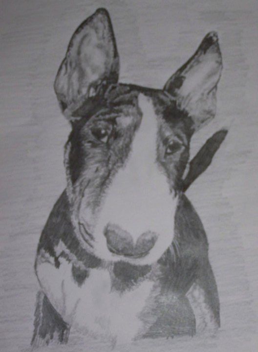 bullnose terrier