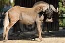 GNU !!