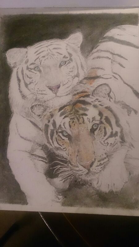 Tiger (now adding colour) Tiger (now adding colour)