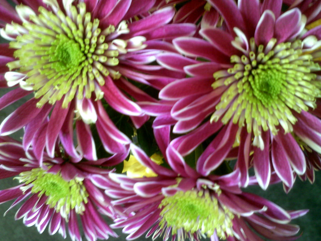 flower power