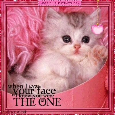 A valentine poem for my kitty 