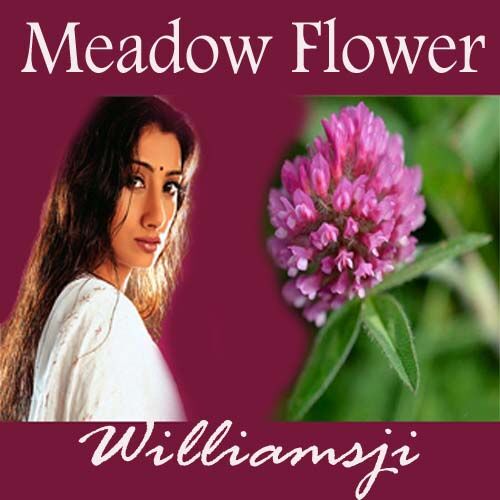 Meadow Flower Meadow Flower