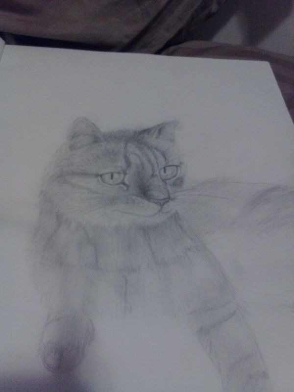 meow