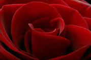 "A flower for my valentine" "A flower for my valentine"