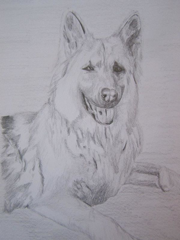 dog portrait