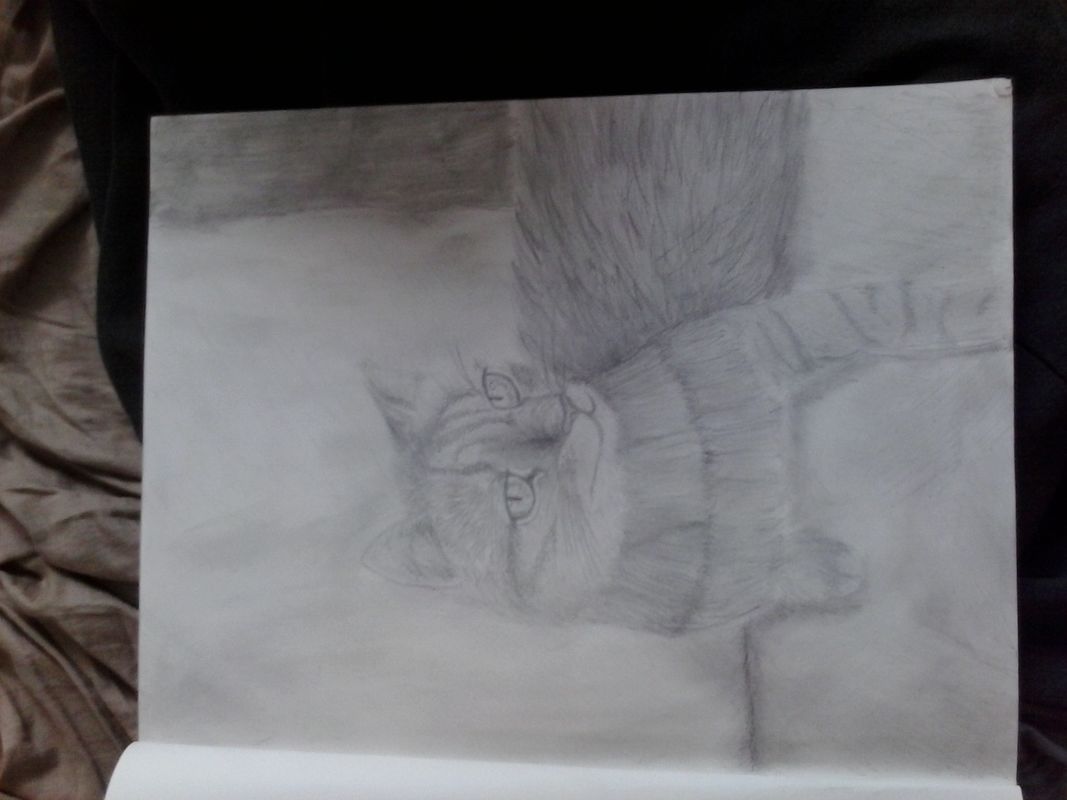 meow 2