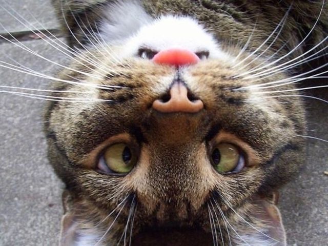 WELL LICKED !?X WELL LICKED !?X