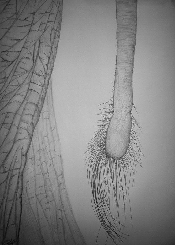 Elephant&#039;s Tail