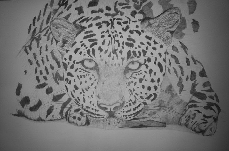 Leopard resting