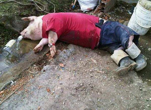 PIGGIN ..OUT !?X PIGGIN ..OUT !?X