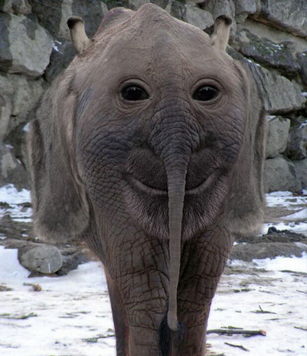 4 EYED ELEPHANT !?x
