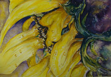 drooping sunflowers after the rain