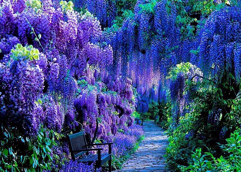 Wisteria Dreaming Wisteria Dreaming