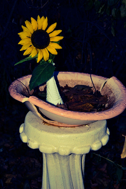 bathing sunflower