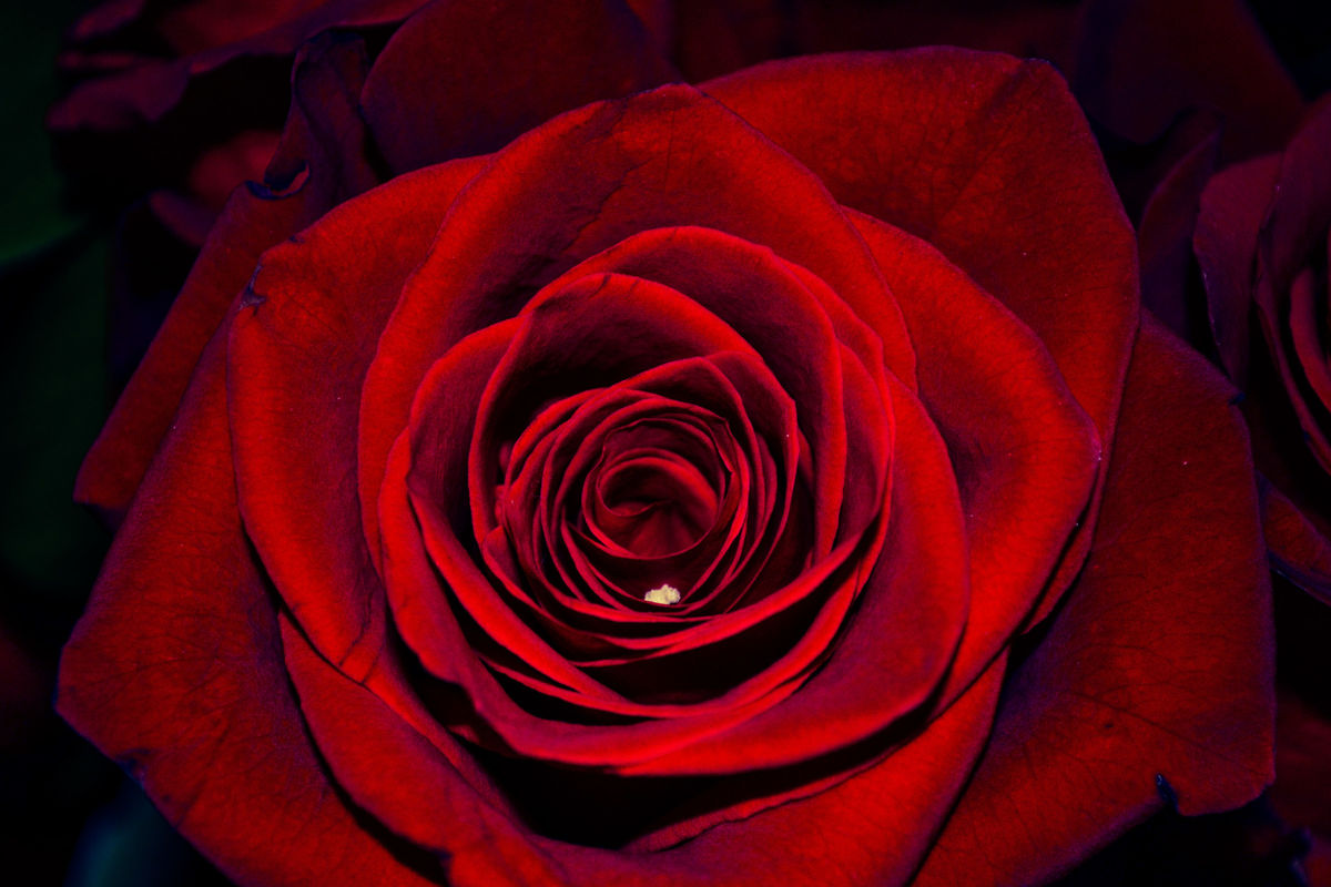 Valentines suprize