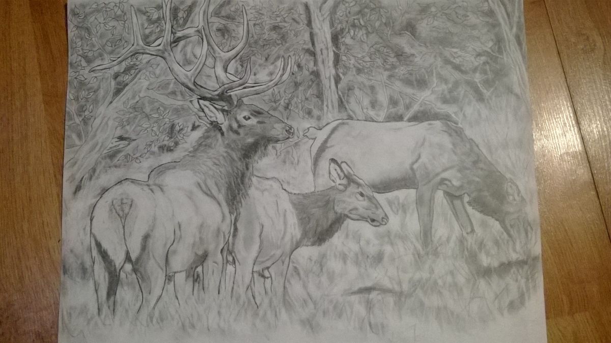 elk