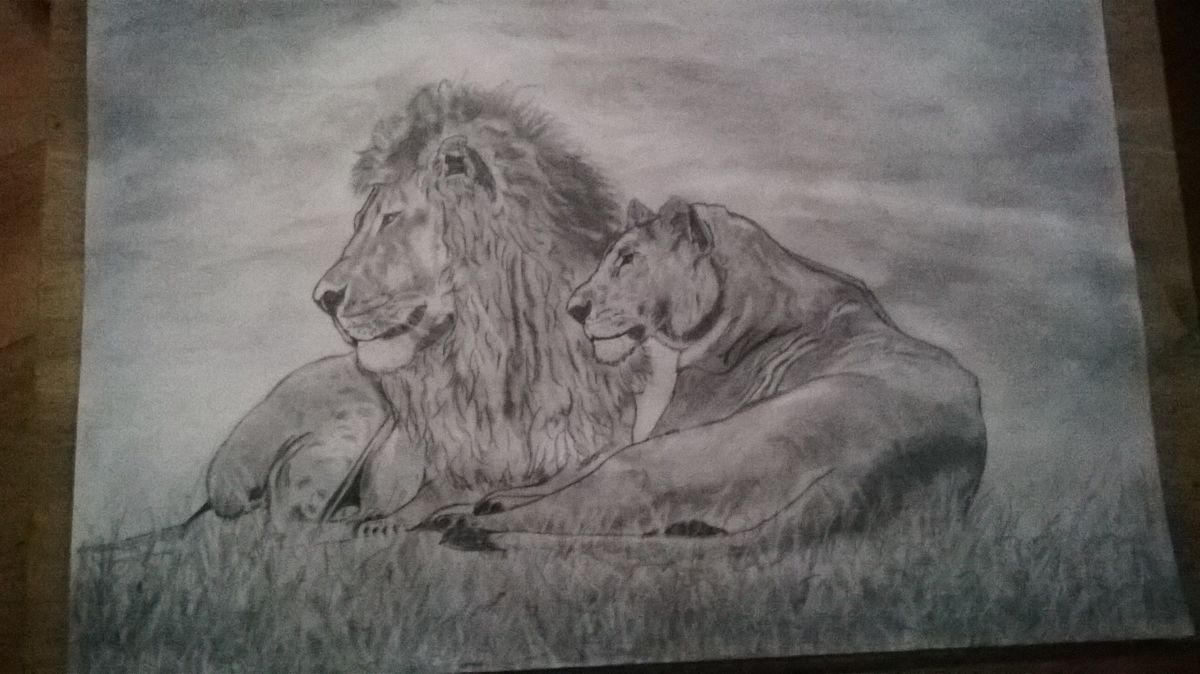 lions