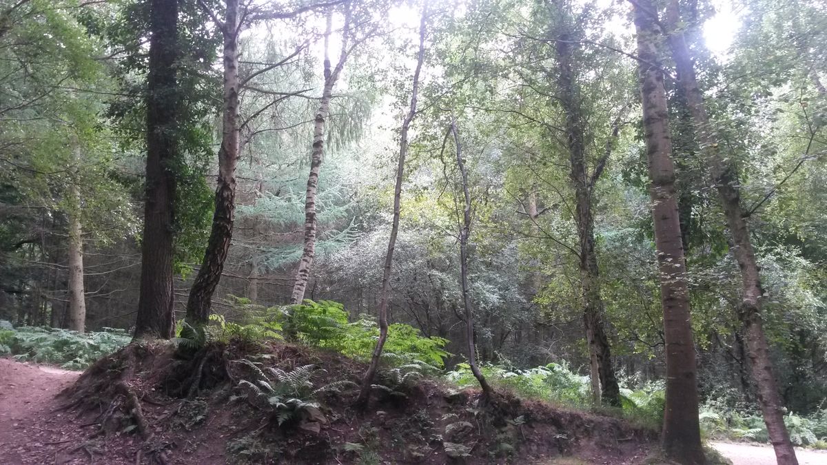 Woodland Woodland