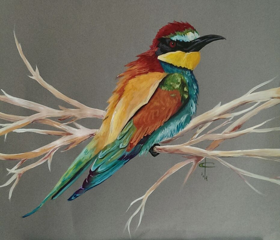 European Bee Catcher