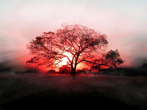 Morning Rises Morning Rises