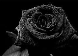 &quot;BLACK ROSE&quot;