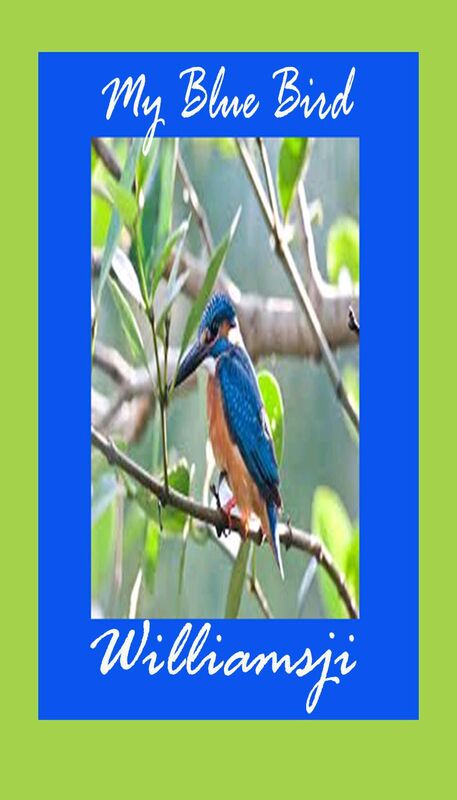 My Blue Bird...