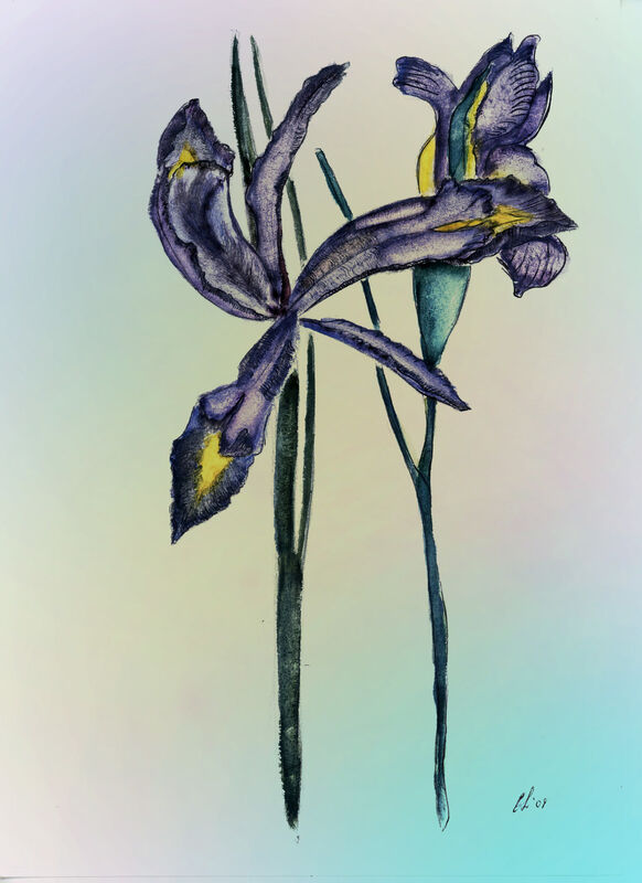 Iris
