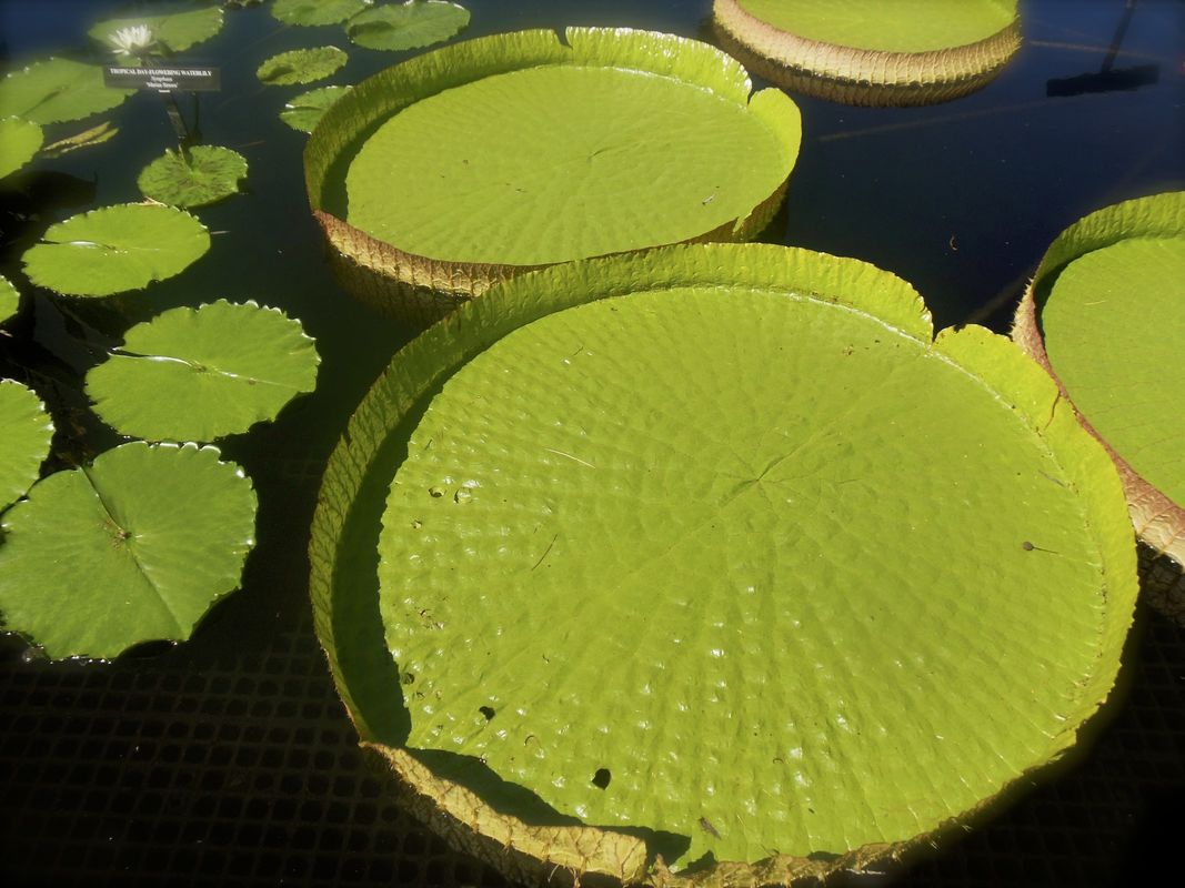 Water Platters