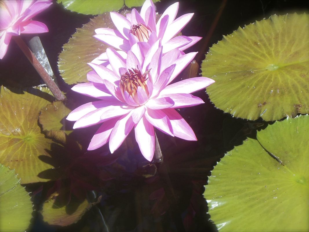 Here are some flowers for YOU