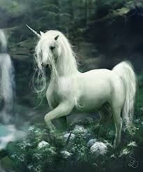 MY FANTASY RIDE