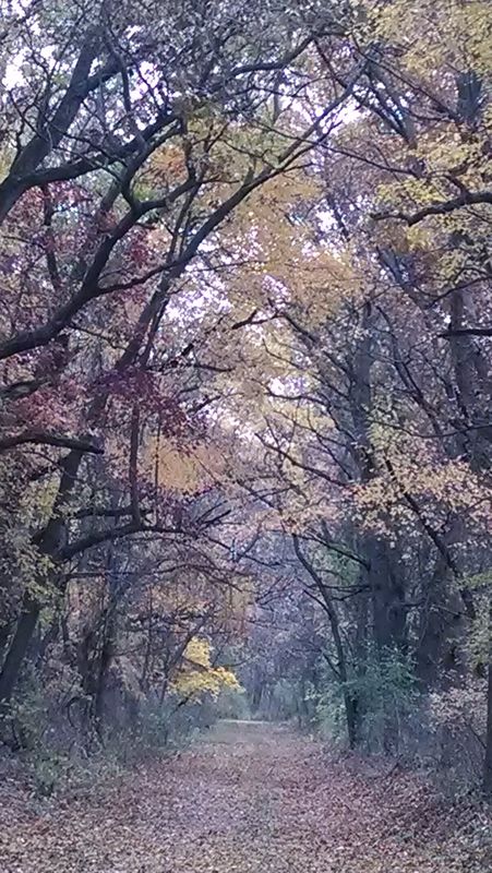 Autumn in Michigan