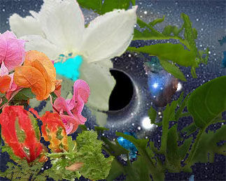 the cosmic flower of life