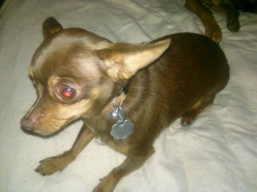 Chihuahua - Part IV Chihuahua - Part IV