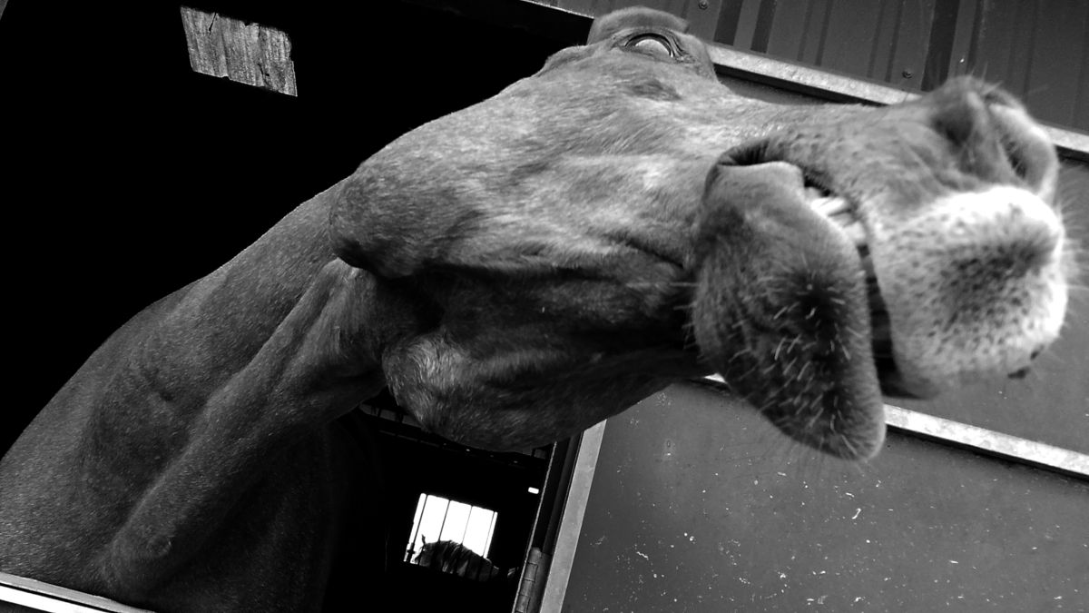 Rage Quit (Horse Version) Rage Quit (Horse Version)