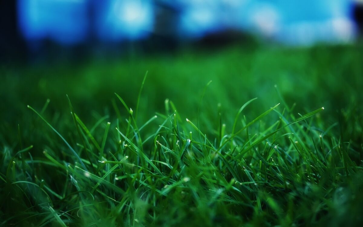Field of Green Field of Green