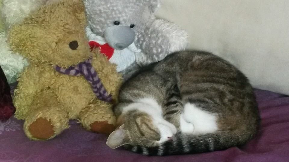 Teddy bears and Kittens Teddy bears and Kittens