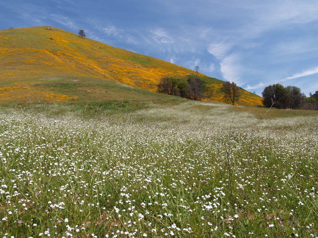 Spring, Spring You Have Just Begun Spring, Spring You Have Just Begun