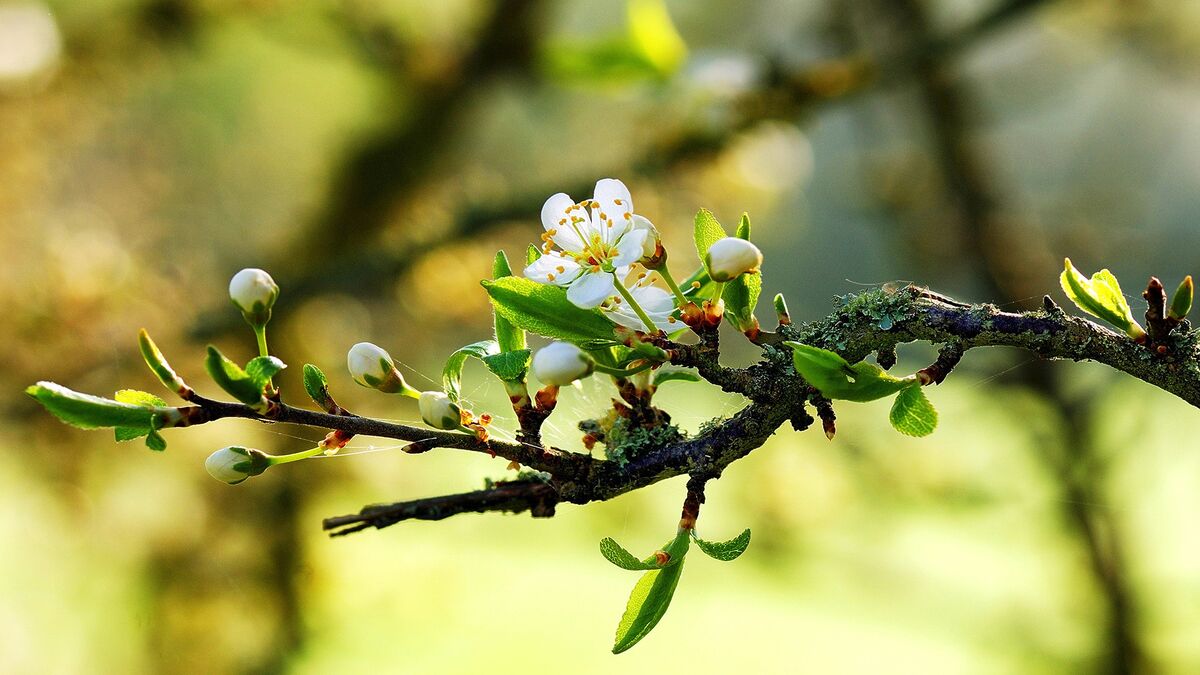 Hello Spring Hello Spring