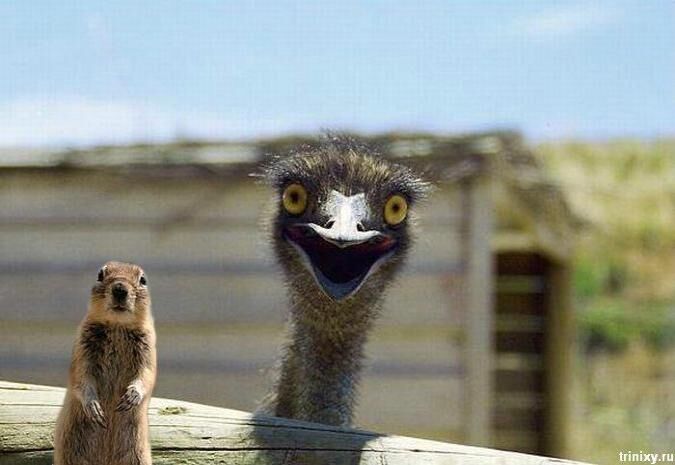 LOVE FROM OSTRICH....X LOVE FROM OSTRICH....X