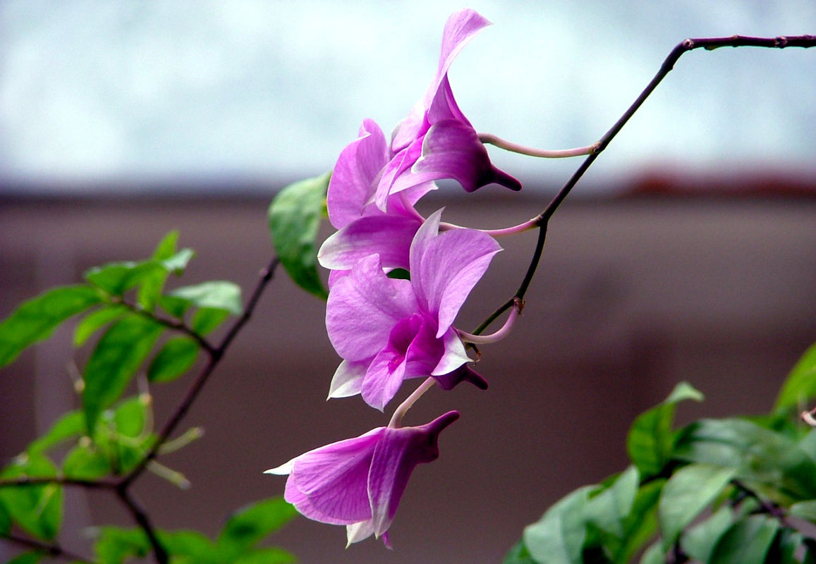 Flowers in Thailand