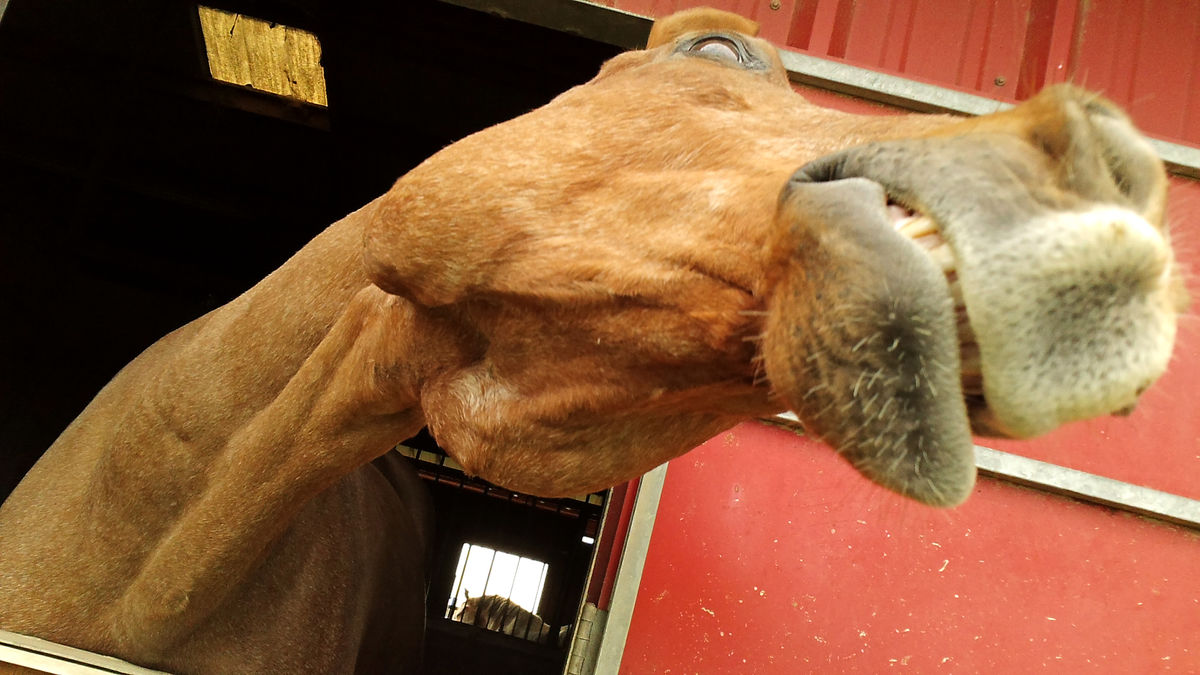 What?! NO Carrot?! What?! NO Carrot?!