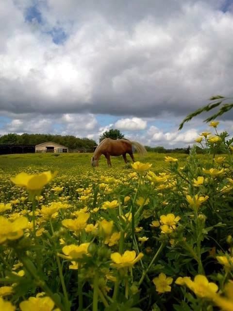 Buttercup Sunset