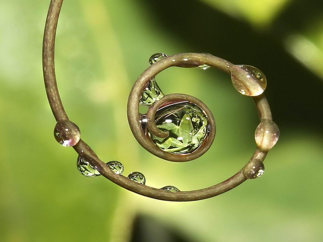 CIRCLE OF LIFE