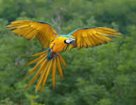 Pet Bird Pet Bird