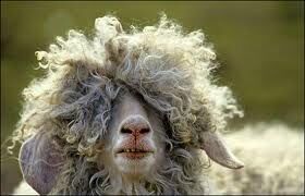 BAA-BAA...NEED,S THE BARBAR!?X BAA-BAA...NEED,S THE BARBAR!?X