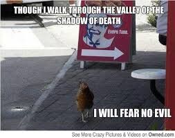 ~The Demise of the OCD Chicken~ ~The Demise of the OCD Chicken~