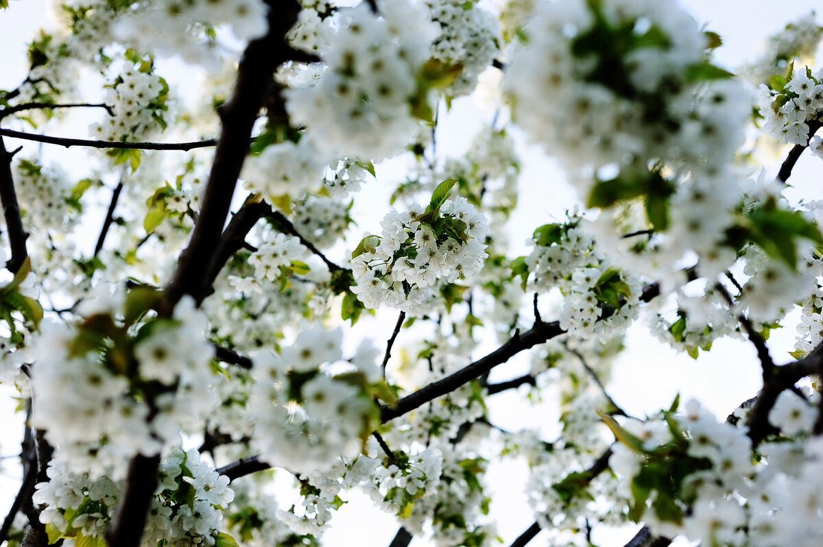 The Cherry Tree The Cherry Tree