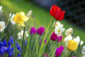 A Wonderful Thing Called Spring A Wonderful Thing Called Spring