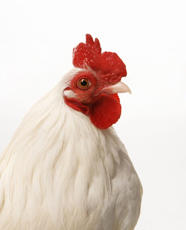 A Chicken's Day A Chicken's Day